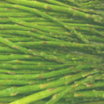 simple roasted asparagus